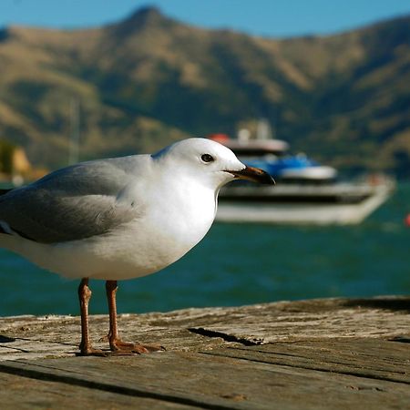 Akaroa Top 10 Holiday Park Hotell Exteriör bild