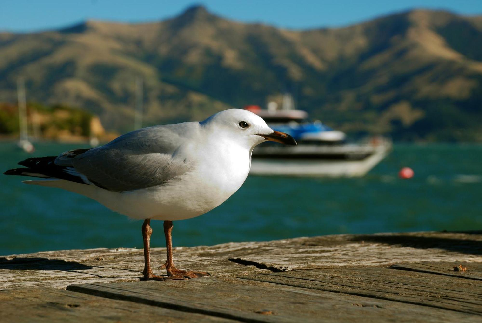 Akaroa Top 10 Holiday Park Hotell Exteriör bild